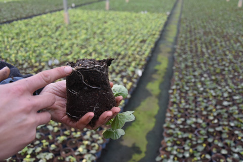 Sierteler toont plantje in potje