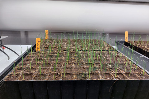 Opkweek preiplantgoed