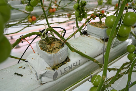 Greenline foodmengsel van Lensli 