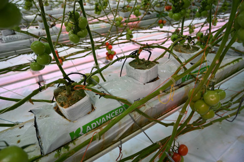 Growbag Advanced van Klasmann-Deilmann 