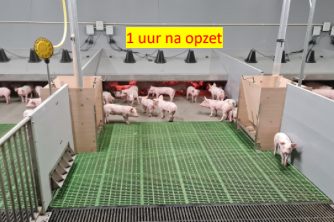 Veng Systeem Big Varken Stal