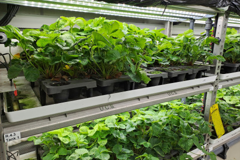 Aardbei_plantgoed_teeltcontainer