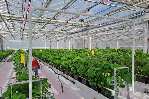 Aardbei_plantgoed_teeltcontainer