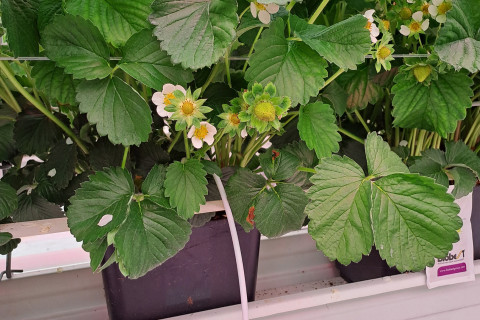 Aardbei_plantgoed_teeltcontainer