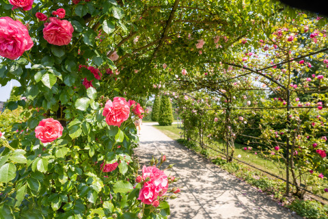 Historische tuin Rozentuin