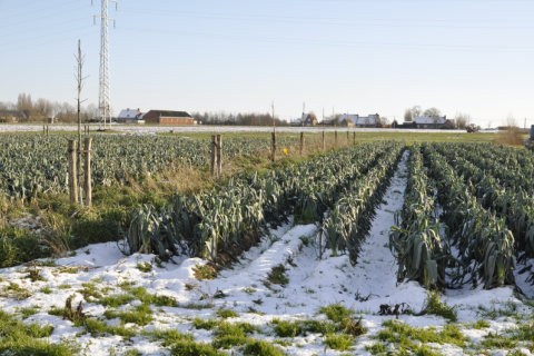 Agroforestryperceel in de sneeuw