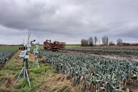 Oogst van de prei op het agroforestryperceel