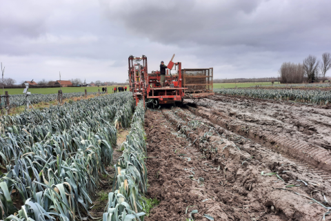 Oogst van de prei op het agroforestryperceel