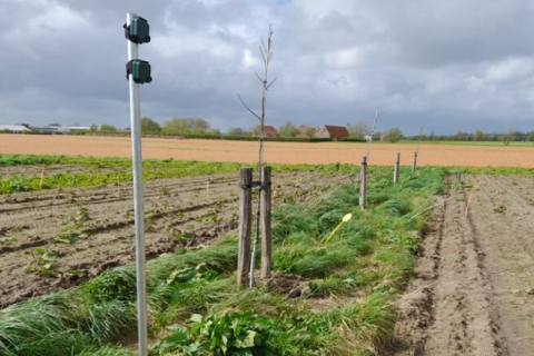 Plaatsen Audiomoths op het agroforestryperceel