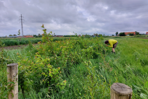 Patrijzenhaag op het agroforestryperceel