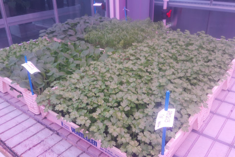 Opkweek planten