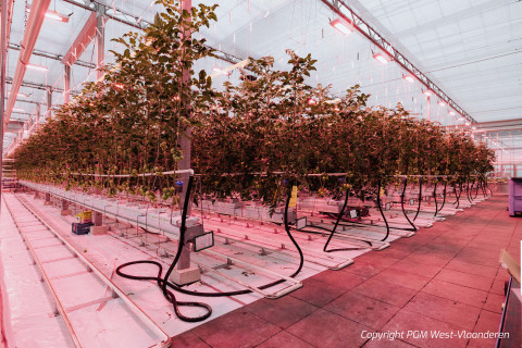 Agrotopia