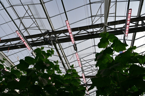 Lamp  Agrotopia