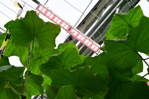 Lamp Agrotopia