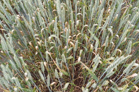Biobaktarwe2