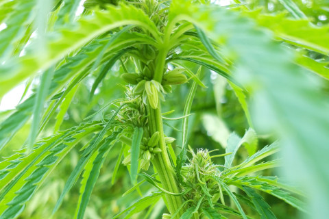 Bloei hennep