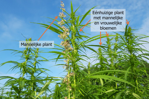 Mannelijke en eenhuizige hennep