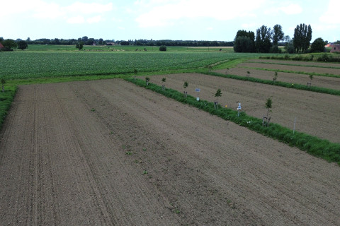 Perceel agroforestry in beitem