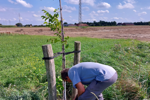 Wegnemen wortelopslag walnoot