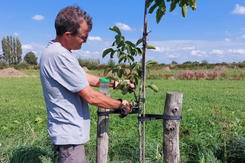Opsnoei van de walnoten op het agroforestryperceel