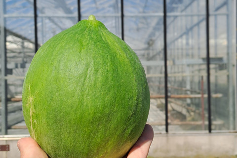 Cumelo - De cumelo is oogstrijp als hij een vuistgroot is.