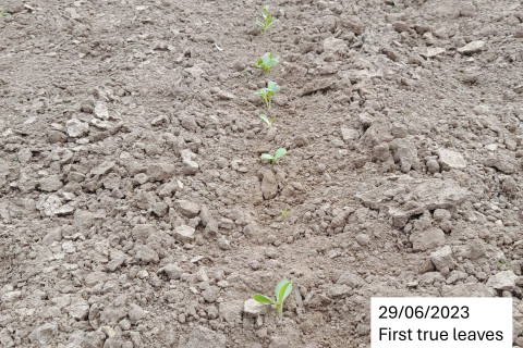 Zonnekroon 20230629