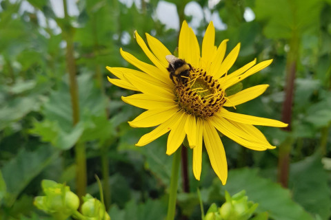 Zonnekroon 20240709