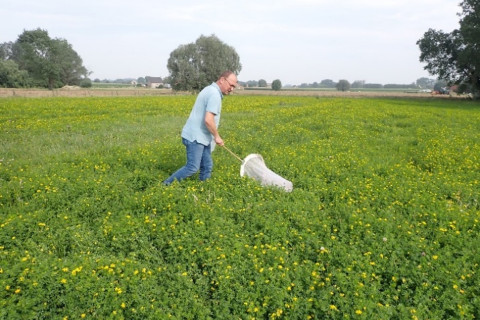 Insecten afvangen met vlindernet
