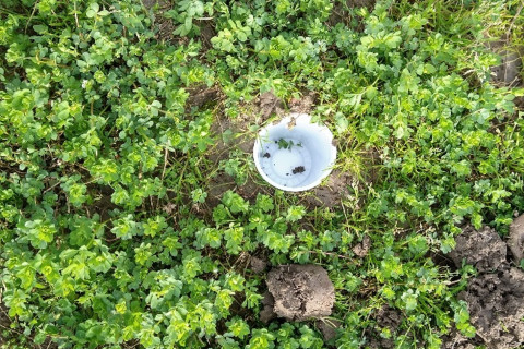 Kruipende insecten afvangen met potvallen