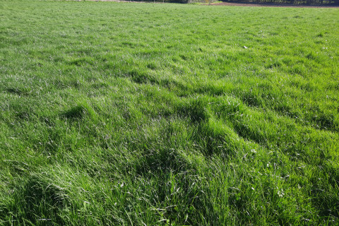 Grasland