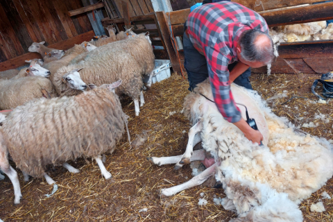 schapen scheerder vacht schaap
