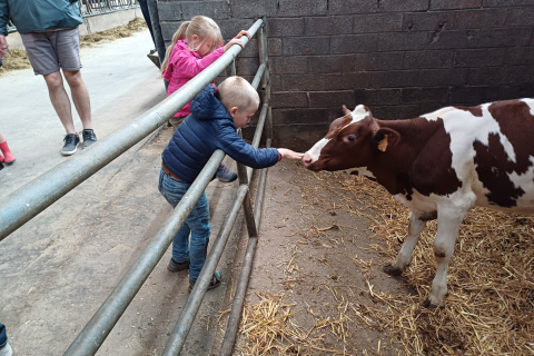 kind streelt kalf
