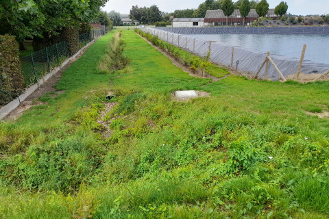 Grasstrook en bomen naast foliebekken