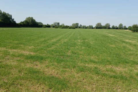 Grasland