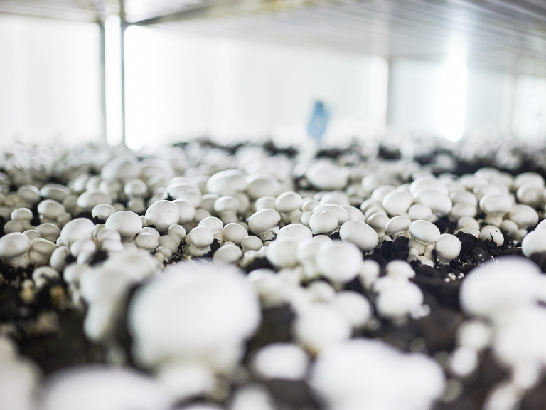 teeltbed Parijse champignon - beeld uit onderzoekscel