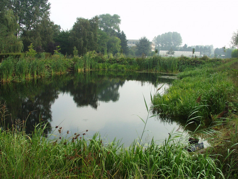 Waterbekken met oevervegatie.jpg