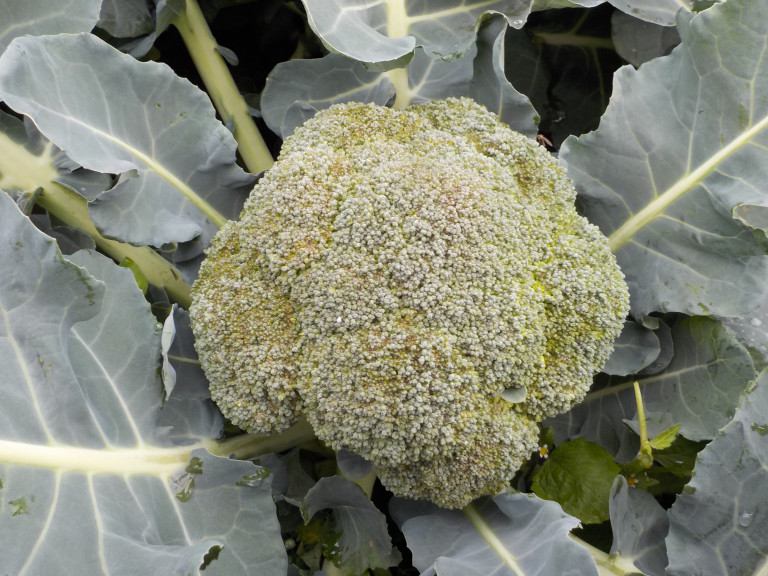 broccoli hoofdknop