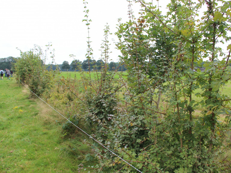 Voederbomen