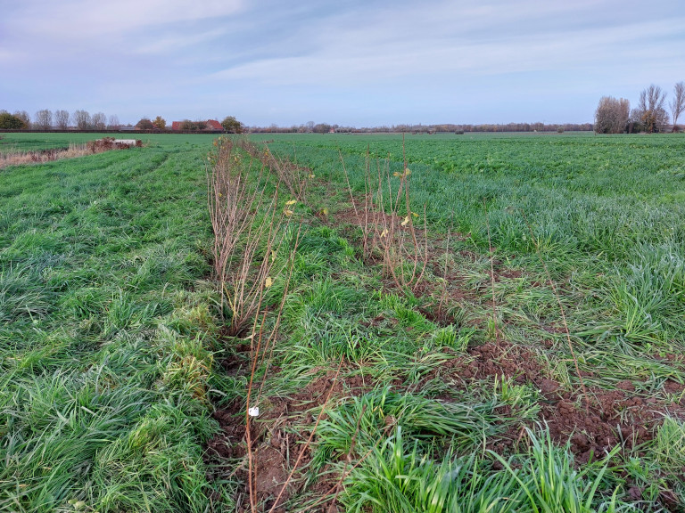 Nieuw aangeplante heg op agroforestryperceel