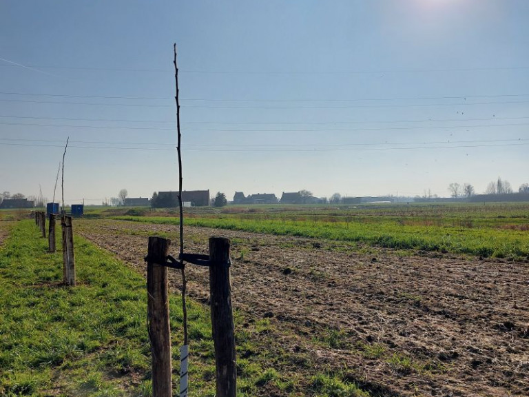 Agroforestry aanplant sfeerbeeld