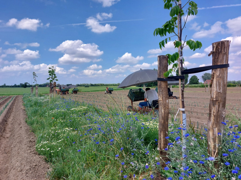 Planten van prei op het agroforestryperceel