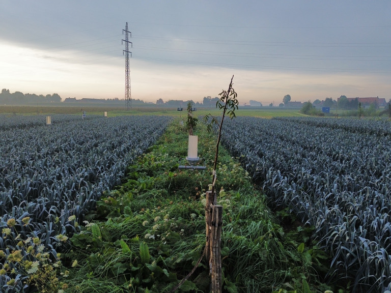 Overzichtsbeeld van agroforestryperceel met tussenteelt prei