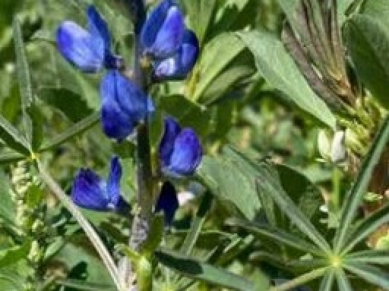 Blauwe zomerlupine