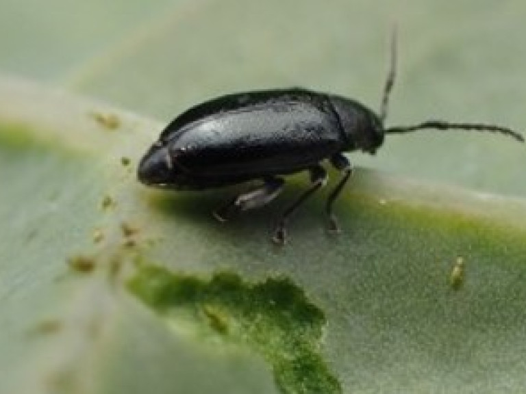 aardvlo