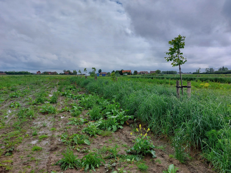 Agroforestryperceel voor inzaai van mais