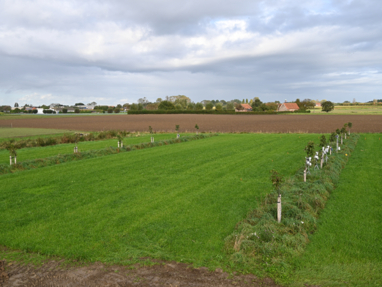 Teelt van raaigras op het agroforestryperceel