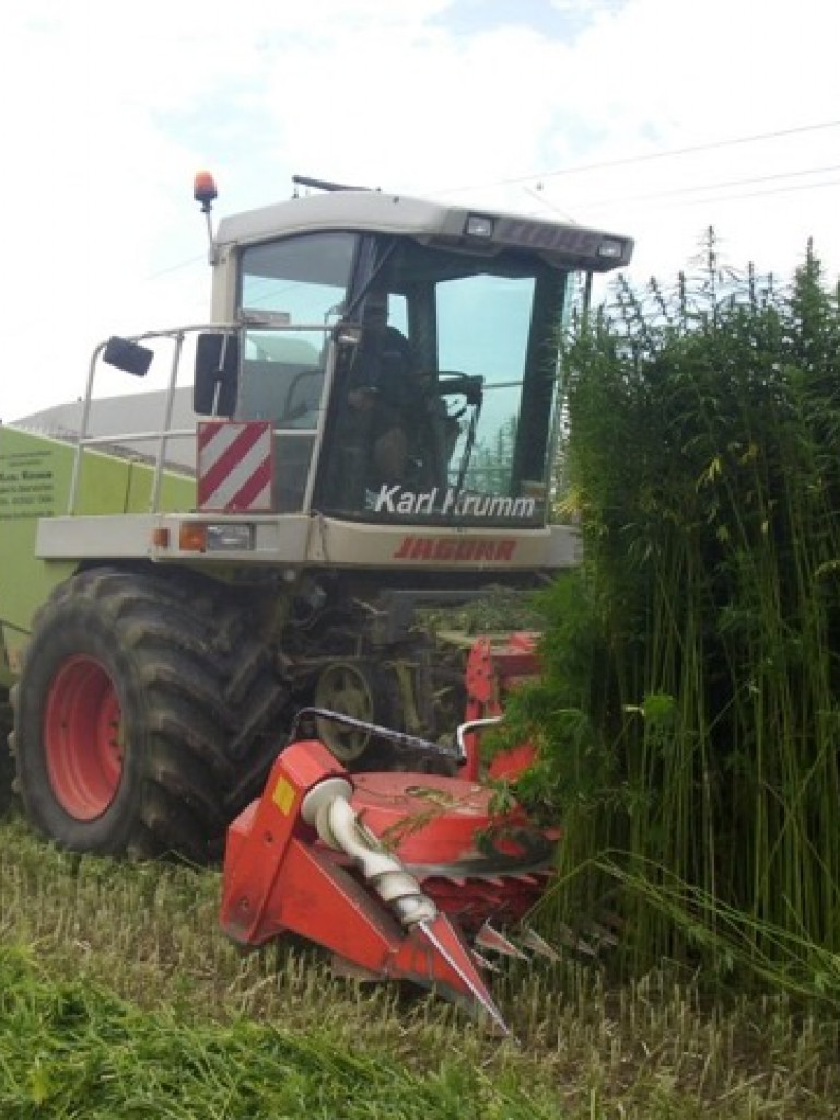 Oogst hennep, zowel stro als zaad