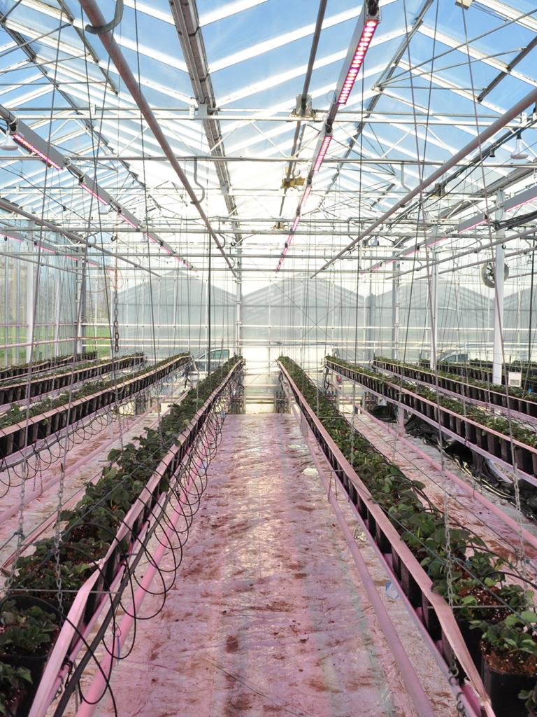 Aardbei Assimilatiebelichting