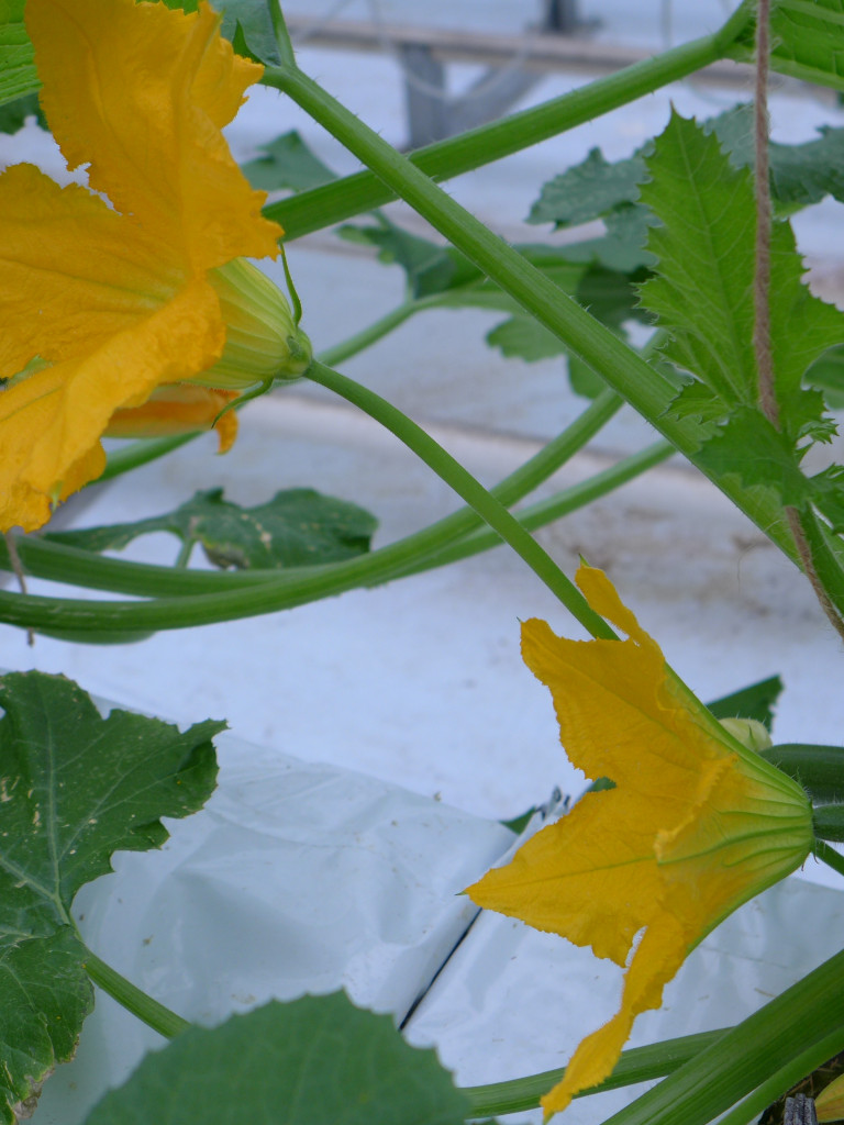 Courgette_Mannelijk en vrouwelijke bloem