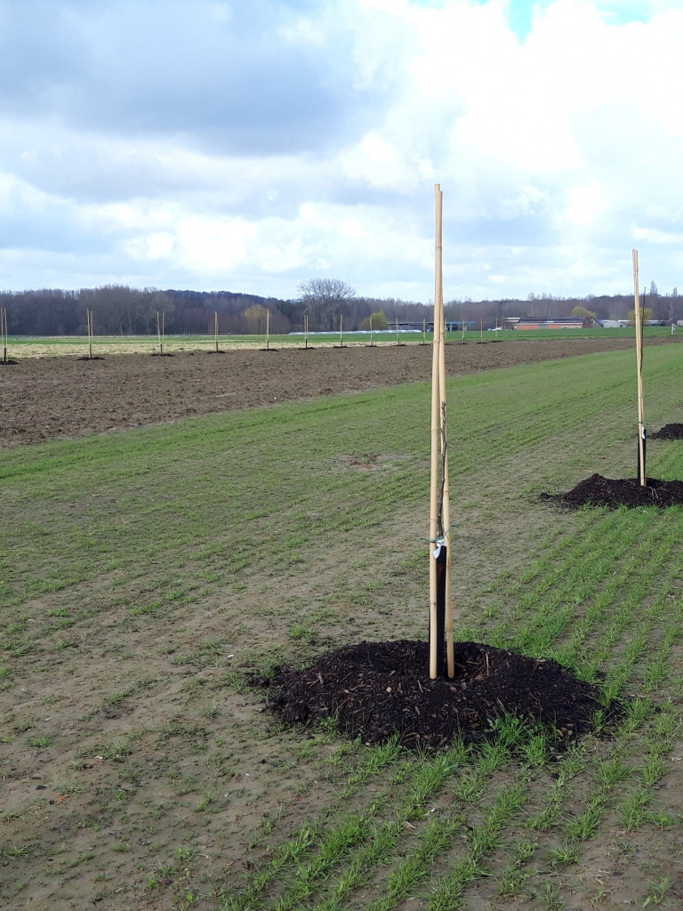 Aanplanten met de nodige zorg